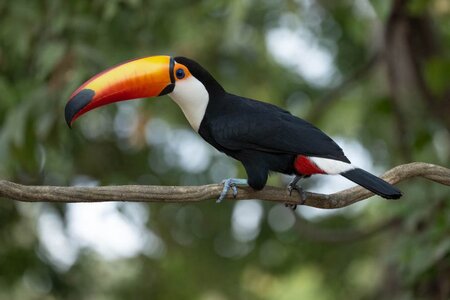 Toco-Toucan-Pouse-Alegro-Pantanal-2-768x512.jpg