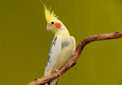 cockatiel12.webp