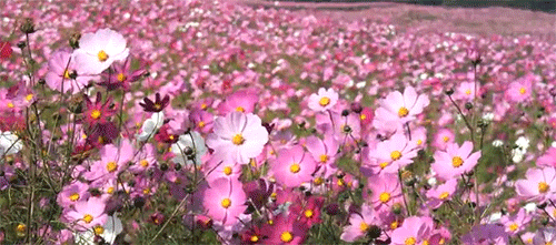 pink flowers.gif
