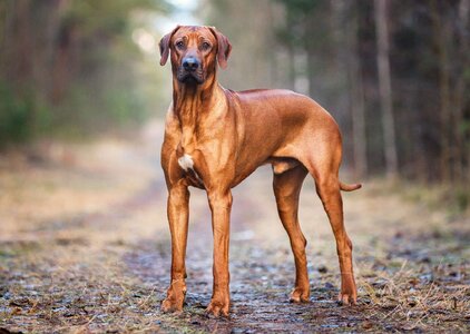 Rhodesian-Ridgeback-dog.jpg