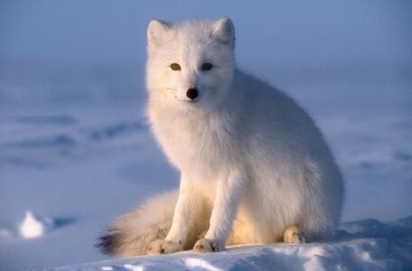 arctic-fox.jpg