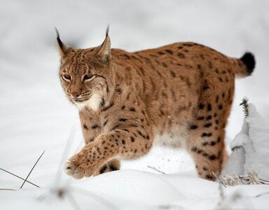 eurasian-lynx-winter-snowy-ground-820x642.jpg