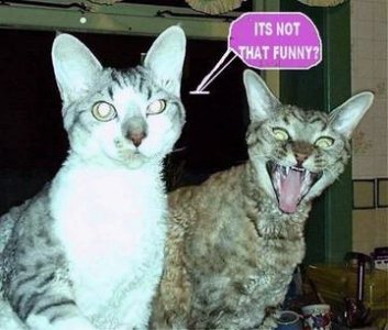 cats_not_that_funny.jpg