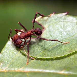 leaf-cutter-ant-square-1-scaled.jpg.optimal.jpg