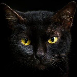 black-cat-gettyimages-901574784.jpg