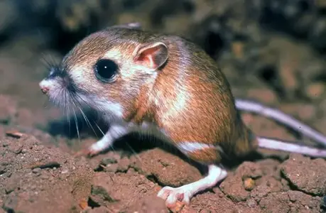 Kangaroo-Rat-2-650x425.webp