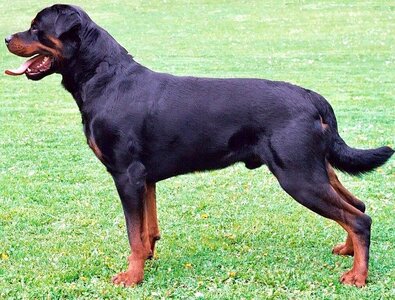 800px-Rottweiler_standing_facing_left.jpg