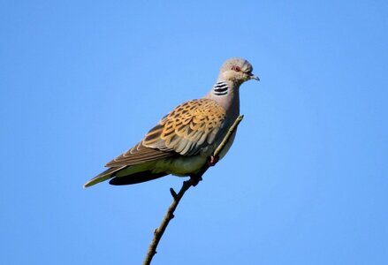 Turtle-dove_Stowemarket_photo-credit-to-Jonny-Rankin-1024x701.jpg