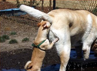 doggiestyle rimmer.jpg