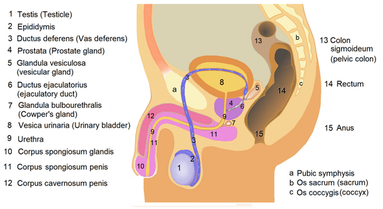 1280px-Male_anatomy_1.png