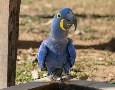 Hyacinth-Macaw-at-water-Porto-Jofre-Pantanal--1000x786.jpg