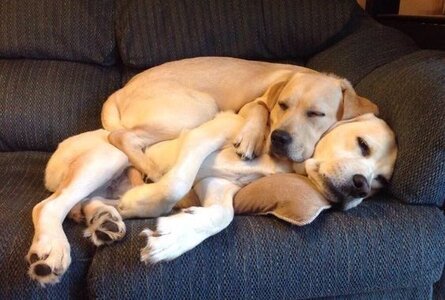 10 Dogs Cuddling This Valentines Day.jpeg