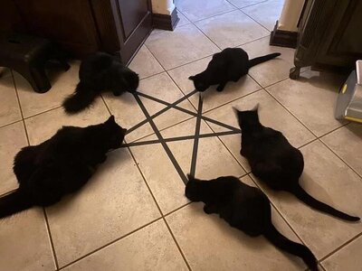 kitties and pentagrams.jpg