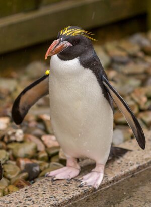 macaroni-penguin-3.jpg