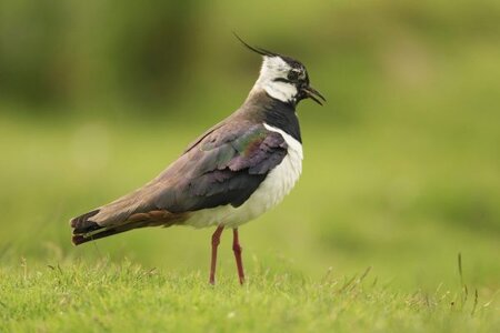 Lapwing-Andrew-Kelly-e1556030057424-600x400.jpg