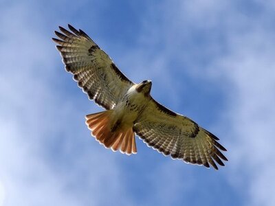 Red_Tailed_Hawk.width-500.jpg