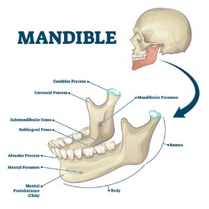 Mandible-Anatomy-1024x1024.jpg