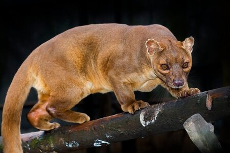 fossa_tail.jpg