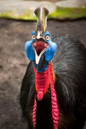 Cassowary-most-dangerous-bird-in-the-world2.jpg