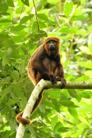 640px-Alouatta_guariba.jpg