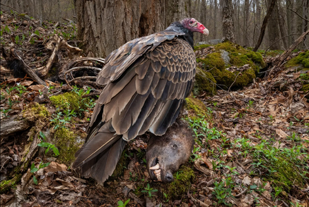 Screenshot 2024-10-02 at 14-28-35 Bird Photographer of the Year 4000 tote Vögel und ein Breakd...png