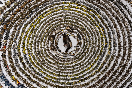 Screenshot 2024-10-02 at 14-26-55 Bird Photographer of the Year 4000 tote Vögel und ein Breakd...png