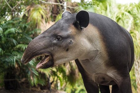 tapir-ii.jpg
