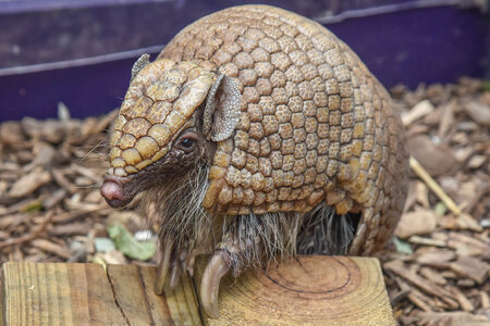 Three-Banded-Armadillo-Animal-Header.jpg