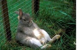 fat rabbit 2.jpg