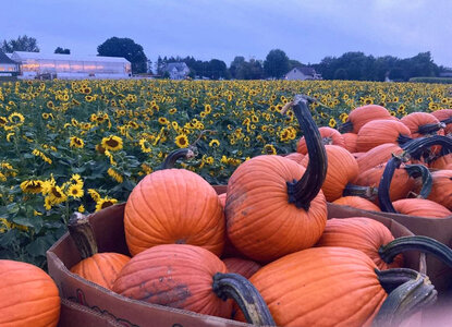 pum aee60dd7107d_9e1b1653_1280.jpg