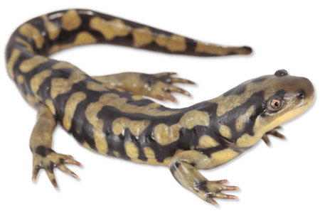 ambystoma-tigrinum-id.png