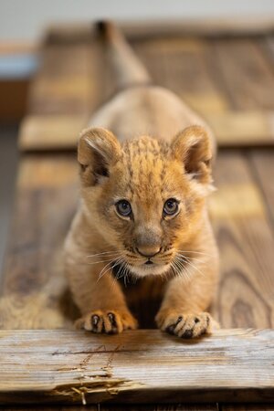 fort_worth_zoo_moja_the_lion_cub_stretching_on_a_wooden_platform.jpg