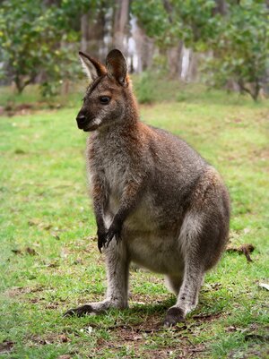 Red_necked_wallaby444.jpg