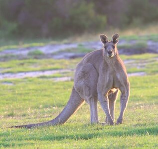 eastern-grey-kangaroo-male-the-cape-23-feb-20.jpg