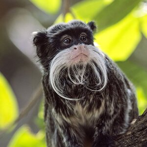 emperor-tamarin-large-photo.jpg