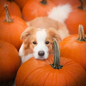 pumpkindog.jpg