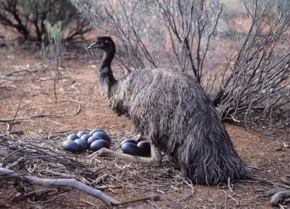 male-emu-incubating-eggs-01-5c31da156f2443c2a999563579a0ab1e.webp