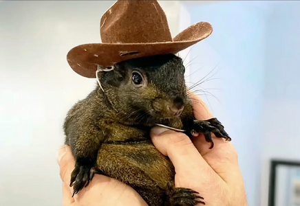 Screenshot 2024-11-04 at 14-38-28 New York authorities euthanize social media star Peanut the ...png