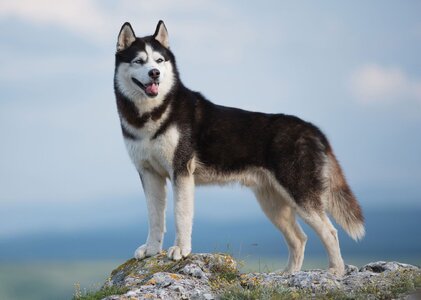 Siberian-Husky-dog.jpg