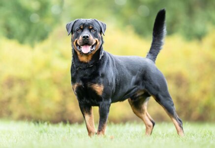 Rottweiler-dog.jpg