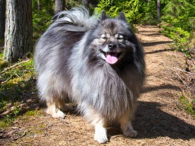 keeshond-guide.jpg