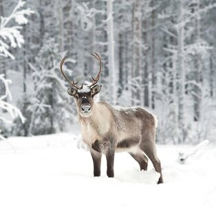 Reindeer dreamstime.jpeg