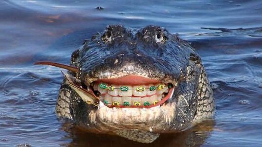alligator smile.jpg
