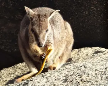 rock-wallaby.webp