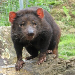 tasmanian-devil-red-ears-log_square.jpg