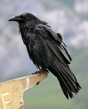 Common-raven.jpg