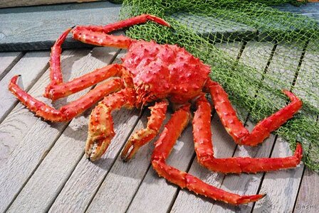 alaskan-king-crab-cooked.jpg