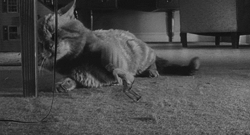 cat oyage1MZSr1tr6ni8o5_500.gif