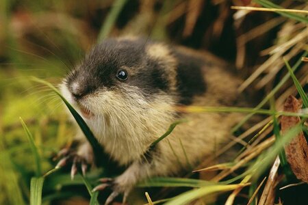 lemming_facts_l.jpg