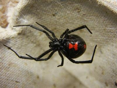 800px-adult_female_black_widow_wiki-400x300.jpg